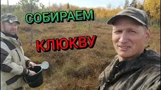 Поехали за клюквой.