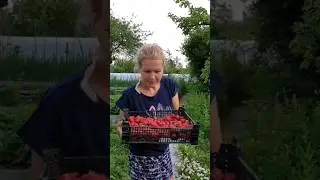 Люблю клубнику. #shorts #shortvideo #дача #клубника #приколы #юмор #смех #шутка #еда #огород #вкусно