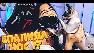 АМИНА СПАЛИЛА НОС || КОШКА СОДРАЛА МАСКУ НА СТРИМЕ