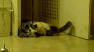 Ragdoll Cat v Alaskan Malamute