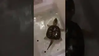 Snapping turtle eats croc pellets #pets  #turtle