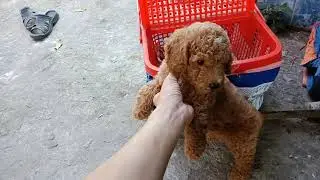 Poodle nâu đỏ thuần chủng, ú ì đáng yêu vô cùng 0974168738
