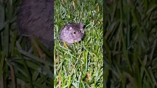 Ночные гости на территории кошек 😺