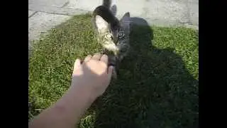 Kocourci