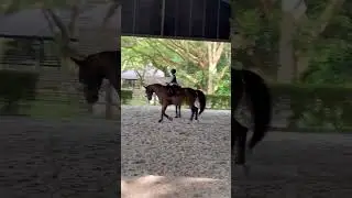 Poor Malibu just recovery not in the mood yet! #horseriding #horse #sports #animals #shorts #yiyi