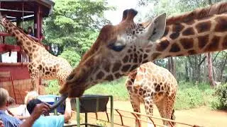 Giraffe tongue