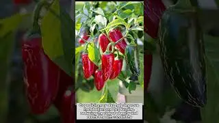 Benefits of Jalapeno