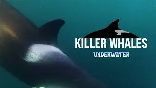 Killer Whales Underwater Pt. 2