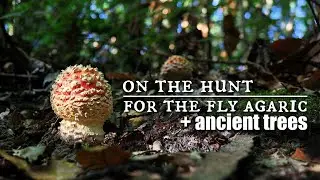 Lets Talk About Mushrooms + Trees Looking For Fly Agaric + Tooled Flints