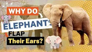 Why Do Elephants Flap Their Ears? The Reasons Behind This Cooling Behavior