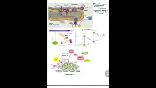 IB Biology: Light Dependent Reaction