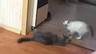 котик Буся