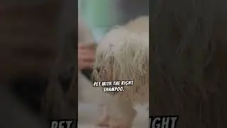 Pet Grooming 101: Tips and Tricks 