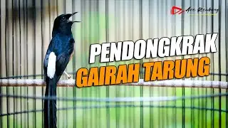 MATERI PANCINGAN EMOSI BUAT MURAI BATU YANG KURANG GAIRAH ISIAN TAJEM DURASI PANJANG | SHAMA BIRD