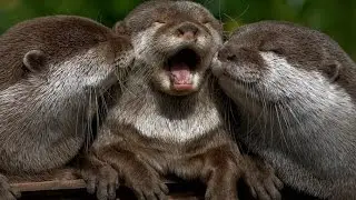 Collection of funny videos №3