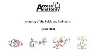 Anatomy of the Pelvis and Perineum 7 - Pelvic Floor