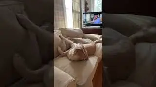 How Nala Wakes Up!😂😍❤️