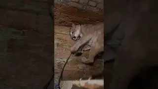 Очень болит голова пумы Геркулеса😿