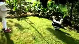Ducks