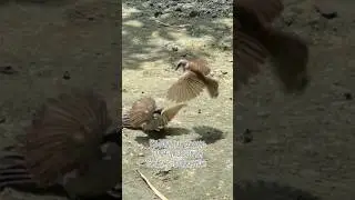 Jangan gelut dong, yang rukun gitu loh.. 😅