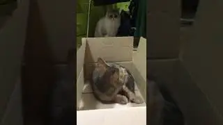 초롱이 만난 뿌꾸 고양이 캣닢