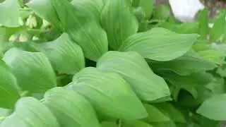 Купена-многолетнее растение для тенистого сада.м-н ДАЧА г.Каменск-Уральский 30.05.2023
