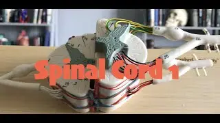 Spinal Cord 1