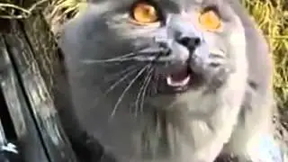 MijauuUUUuuuuaauuuuuuuu
