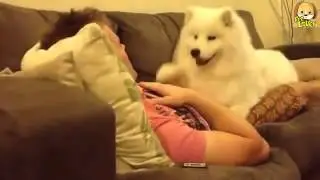 I dont need lovers, but must have a dog like this