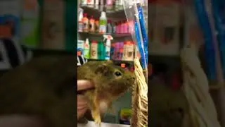 Морской жиробас 🐷 хрю хрю