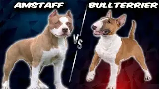 Amstaff (American Stanfordshire) VS Bull Terrier Comparison
