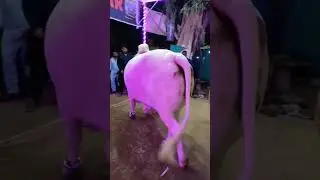 Fibbi collection cow lover #cowmandi #mandi #mandi2023 #mandikadewana #cowlover