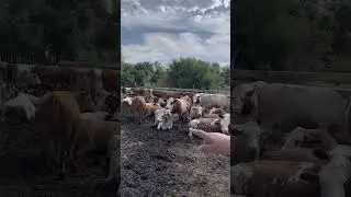 СИММЕНТАЛЬ УЙЛАР БИРИНЧИ ТУУТТАР САТЫКА ЧЫКТЫ