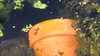 Tadpoles 10th APR 2020