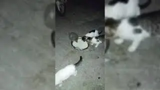 KİRPİNİN YAVRU KEDİLERLE ARKADAŞLIĞI