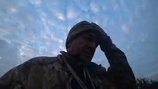 Первые нагонки по зайцу молодых гончих