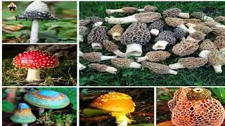 купить семена грибы на алиэкспресс