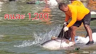 #เหมาสระลงแหบ่อดังกลางอำเภอบัตร 1,200 บาท 360 แพ ลุ้นระทึกกันเลยโซนนี้!!?