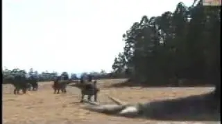 Allosaurus vs. Stegosaurus