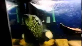 jag