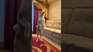 Акита-ину   дома часть 4🦁 #акита, #акитаину, #akitainu, Akita Inu, #Акита