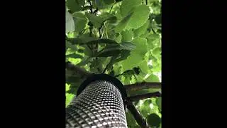 More wildlife adventures with an iPhone
