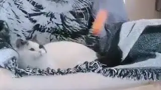 A Cat plays Ping Pong with his owner