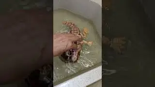 Крокодил