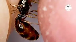 Close Up: Solenopsis fugax ant queen