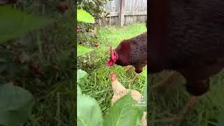Roosters being the providers and protectors they’re meant to be!
