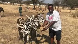 Zebraaaaa#serval Kilimanjaro,Tanzania🇹🇿🔥