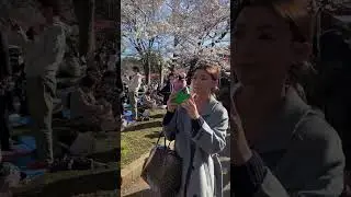 Sakura in Tokyo, hanami in Ueno park