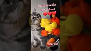 #cat #кот