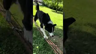 Dog Shows Their Balancing Skills - 1532420-1